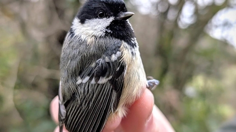 A bird being safely handled under BTO