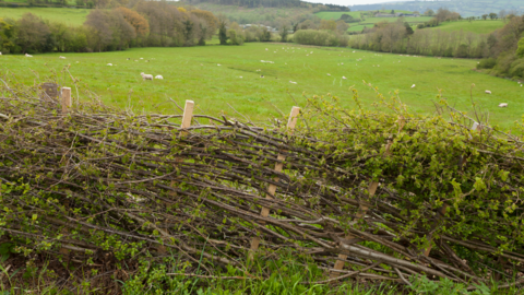 A hedge that has been layed 