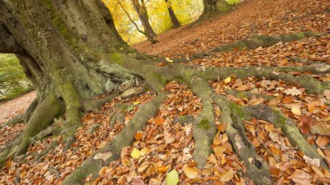 A carpet of brown and yellow autumn leaves spread around the base of a beach tree in a woodland.