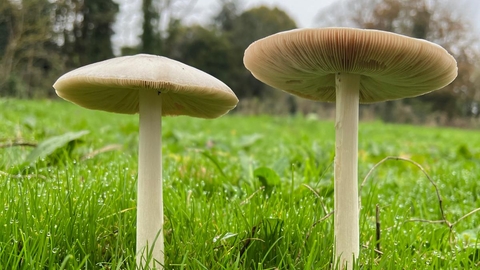Two cream and brown coloured wild mushrooms in a field