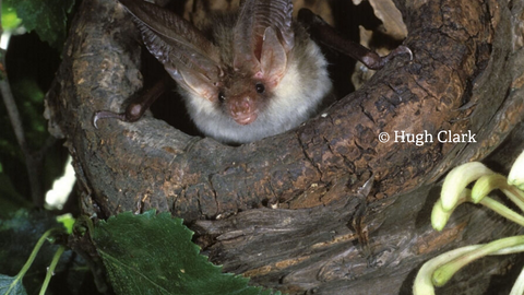 A brown long eared bat peeks out from a hole in a tree. This photograph was taken by Hugh Clark