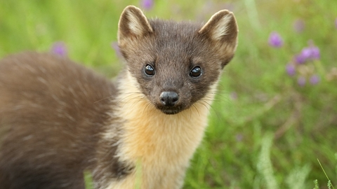 Pine marten