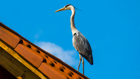Heron standing on the roof of a house
