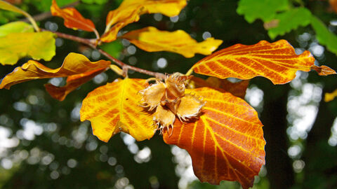 Autumn beech leaves Gillian Day