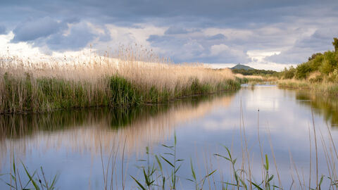 Levels drain reeds Ross Hoddinott