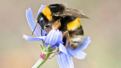 Bee (hi res)