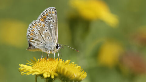 Common blue butterfly nectaring from common fleabane