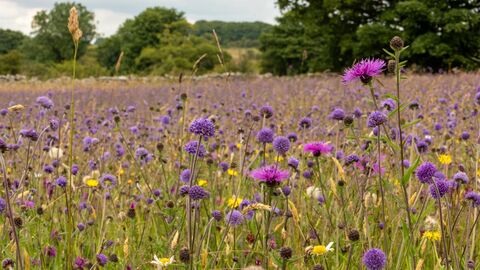 Chancellor's Farm wildflowers taken by Kiff Hancock