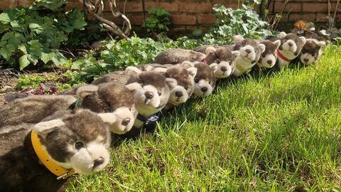 Pine Marten toys