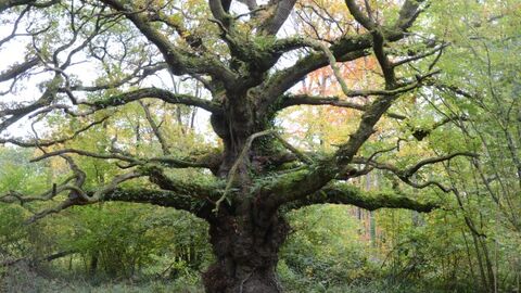 Ancient Tree