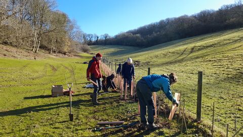 Mendip Farm Cluster members planting a hedgerow along a fenceline