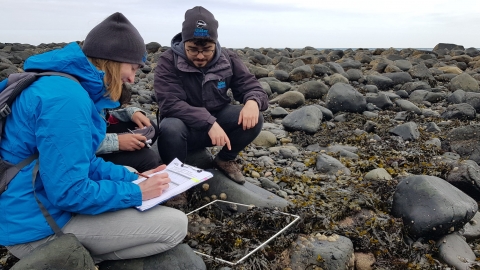 People surveying a rocky shore as part of Shoresearch