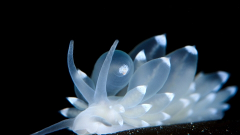 Nudibranch