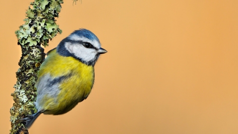 Blue tit