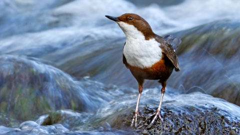 Dipper