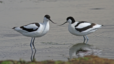 Avocets