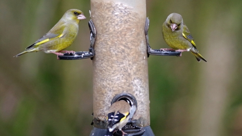 Birds on bird feeder