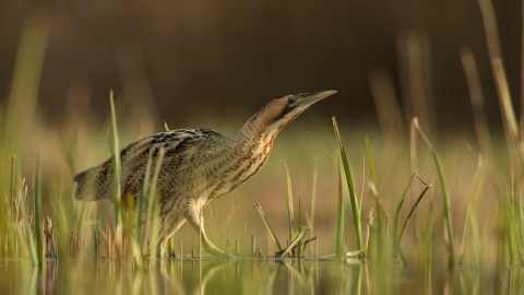 Bittern