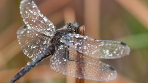 Dragonfly
