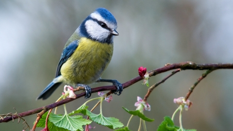 Blue tit