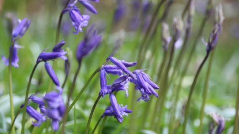 bluebells