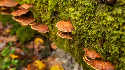Fungi growing on a fallen tree