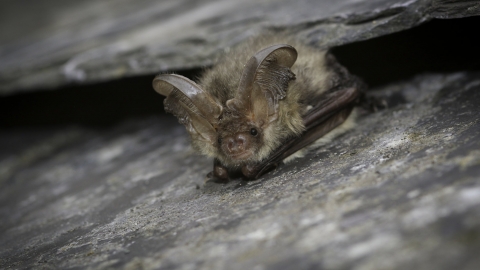 brown long-eared bat