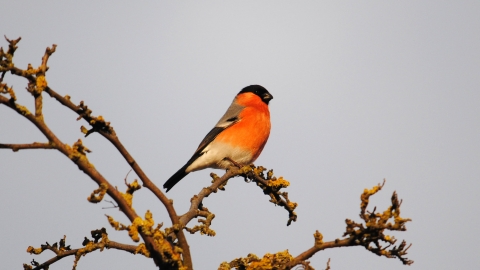 Bullfinch