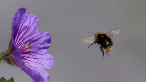 bumblebee