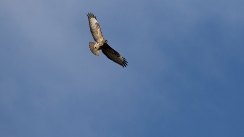 Buzzard