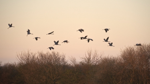 Cranes Flying