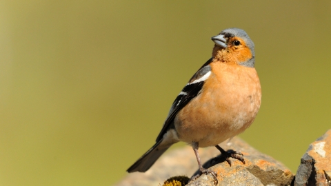 Chaffinch