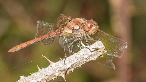 A red common darter dragonfly resting on a twig