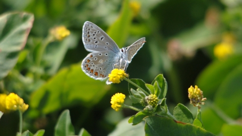 Common Blue Butterfly