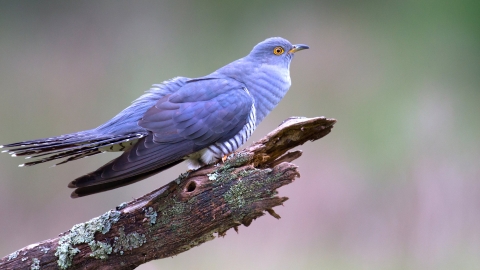Cuckoo