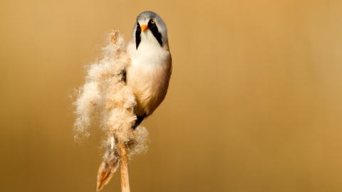 Bearded tit