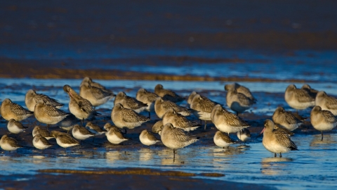 Bar-tailed godwits and dunlin