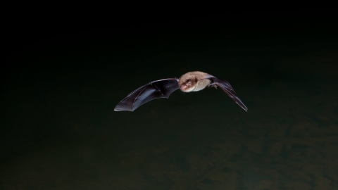 Flying Bat