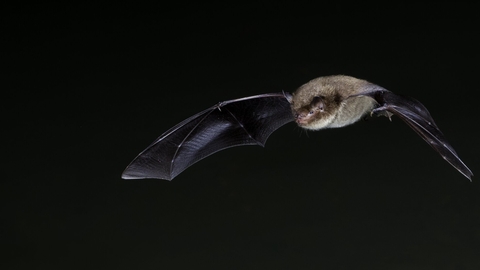 Daubenton's Bat flying against a black night sky