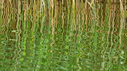 River reflection