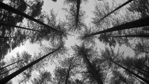 Shadow Forest