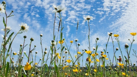 wildflower meadow
