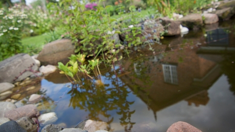 Wildlife pond