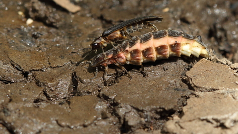 Glow worm