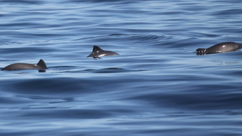 Harbour Porpoise
