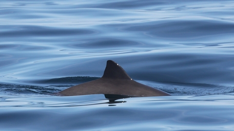 Harbour porpoise