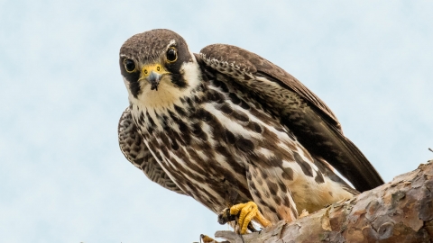 Hobby