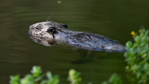 Beaver
