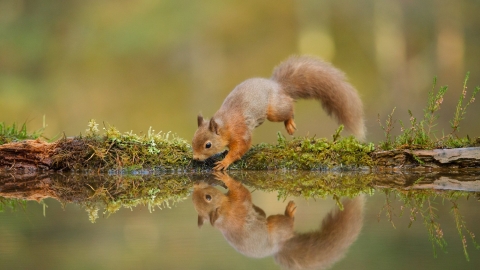 Red Squirrel