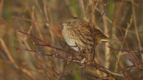 Dunnock